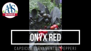 Onyx Red Ornamental Pepper (AAS Winner) brings drama to your fall garden