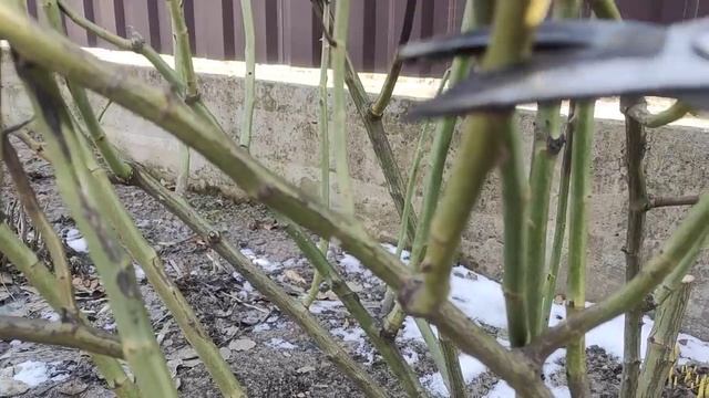 Розы.Обрезаю "ужасы" зимы?? и формирую плетистую розу в форме шраба смотреть онлайн