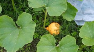 Выращивание ТЫКВЫ на компостной куче