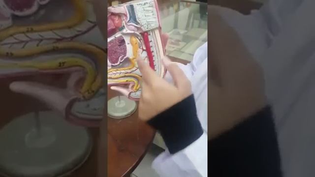 Embryology model of GIT system смотреть онлайн