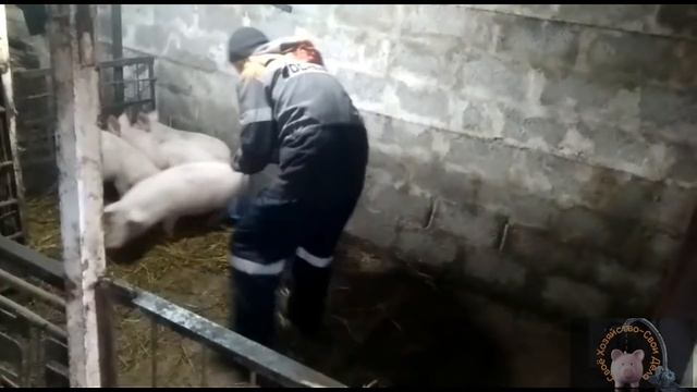 Вес поросят в 4мес породы КБ+Ландрас!!!