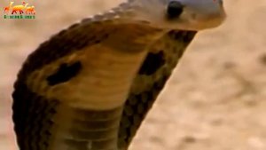 Смертельная схватка между мангустом и королевской кобры. Мангуст против кобры / Уникальные кадры