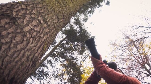 Die Bielefelder Mufflons - Wildlife Fotografie im Teutoburger Wald смотреть онлайн