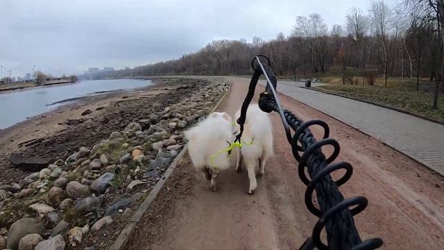 20191211 - Тренировка (Коломенское) / Винни + Сэм смотреть онлайн