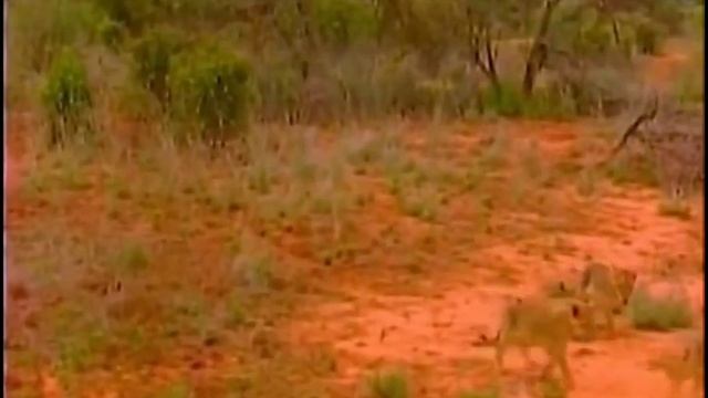 Заповедник Кения безгривые убийцы красная земля в диком месте жирафовая газель антилопа бейза смотреть онлайн