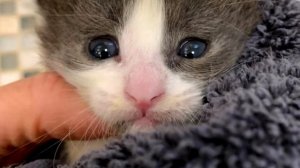 Поникший котенок с грустью смотрел на проходящих мимо людей, но через мгновенье всё изменилось