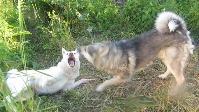 Лайма и Соболь с щенком смотреть онлайн