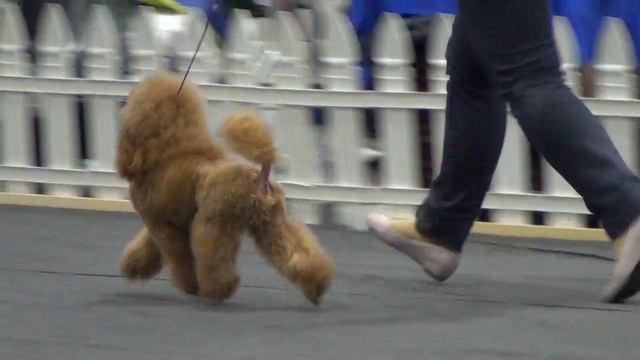 00062XXIII Национальная выставка пуделей 28.05.2017 --Адмирал с острова грез смотреть онлайн