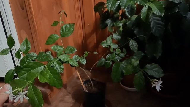 Жасмин самбак. Уход. Цветение смотреть онлайн