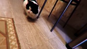 ПОЖРАТЬ НА СОТКУ | ОБЗОР НА ЕДУ | ПИЦЦА ИЗ АШАНА (СТАРОЕ ВИДЕО АЛЬБЕРТА КАБУУ)