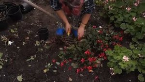 Обрезка фуксии на зимний период)