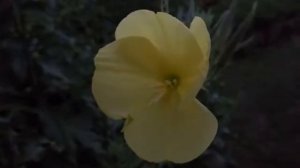 Лунник. Раскрывается ночью за одну минуту и цветёт,  пока на него не попадут солнечные лучи