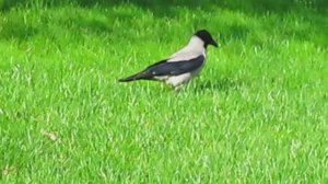 Ворона, гуляющая в парке по газону