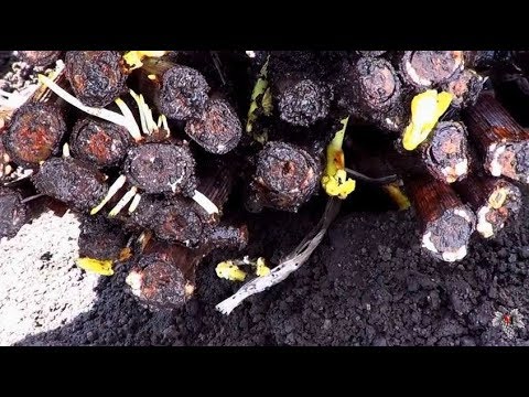 Результаты кильчевания черенков винограда в яме смотреть онлайн