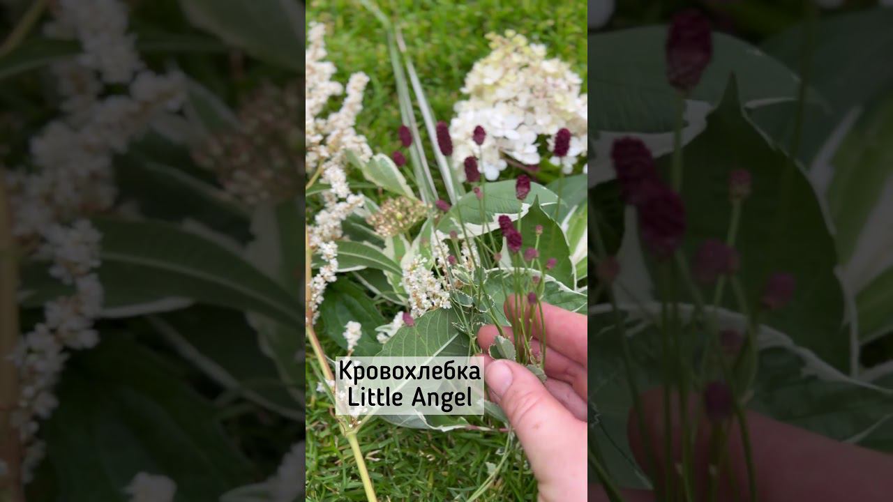 Как найти лучшие сочетания в своем саду?☘️ Белый сад с гортензиями, дереном и горцем.☘️ #shortvideo