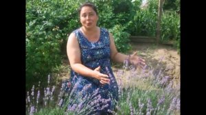 Лаванда / Декоративные кустарники / Lavender / Bedding Plants