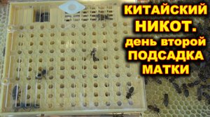Китайский НИКОТ. Подсадка матки. часть 2.