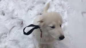 Дрессировка маремма- абруцкой овчарки.