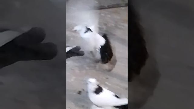 голуби шейки, смотреть красивых голубей, Махачкала смотреть онлайн