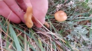 Где искать синие ножки? Рядовка лиловоногая, как мы рады тебя видеть!