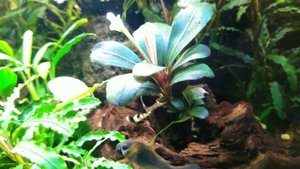 Bucephalandra Copi Susu - одна из самых красивейших буцефаландр.