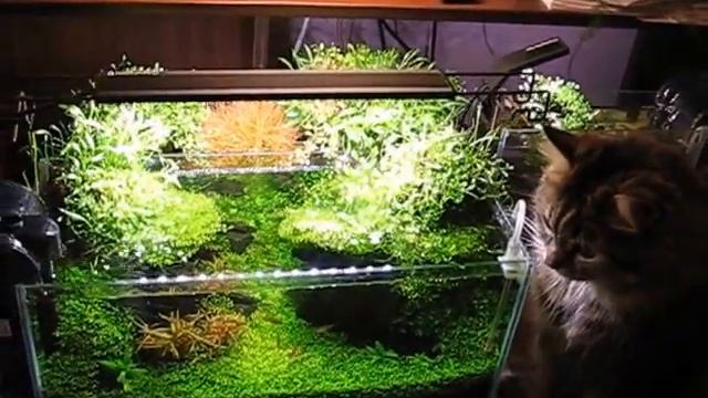 Акваскейпинг, вабикуса смотреть онлайн