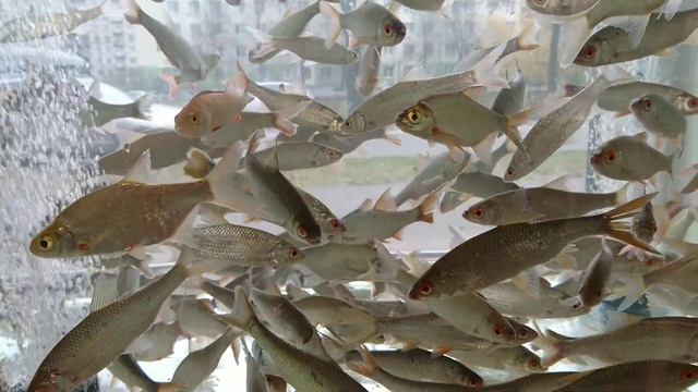 Живец Плотва в магазине "Рыбалка 365" смотреть онлайн