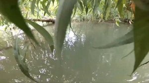 Фантомы мутных вод. Сом, амур, сазан. Подводная охота в мутной воде. Краснодарский край