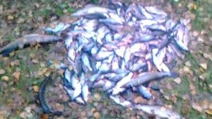 Великие луки..Рыбалка..Спининг...Удочки..Природа