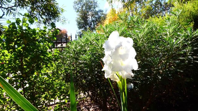 Garten-Gladiole (Gladiolus × hortulanus) смотреть онлайн