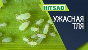 Знай врага в лицо ТЛЯ ✔️ Как избавиться ✔️ Виды тли на участке