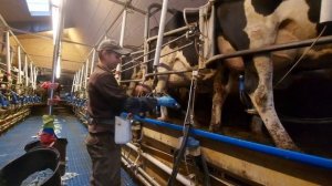 Работа на Ферме в Дании _ Дойка Коров _ коротко о главном