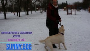 Как научить команде "фу" как отучить подбирать с земли?