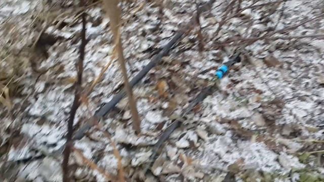 Как выглядит корневой рак на ремонтантной малине? Сорт "Полка' - 1-й год вегитации смотреть онлайн