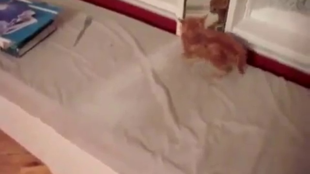 Котенок увидел изображение в зеркале смотреть онлайн