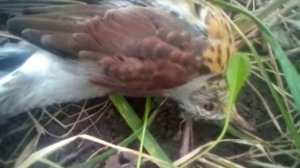 Птица умирает.?