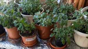 Хризантема мультифлора.| Сохранение хризантемы  мультифлоры  дома.Хранение хризантем  дома до весны