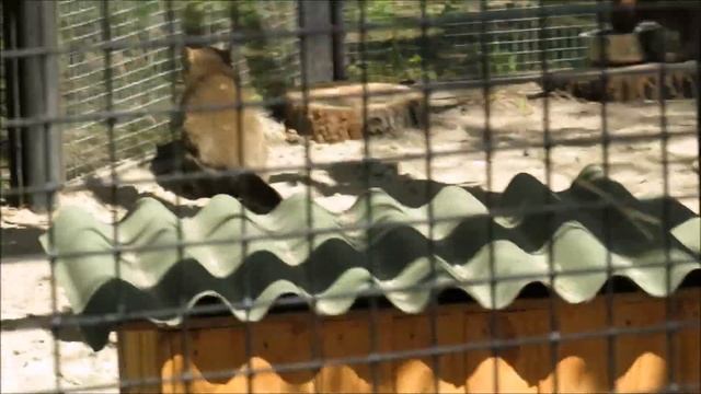 Ягуарунди гуляют на улице 11.05.2022 смотреть онлайн