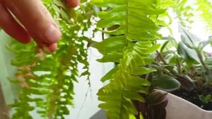 комнатные растения на фитильном поливе: плюсы и минусы