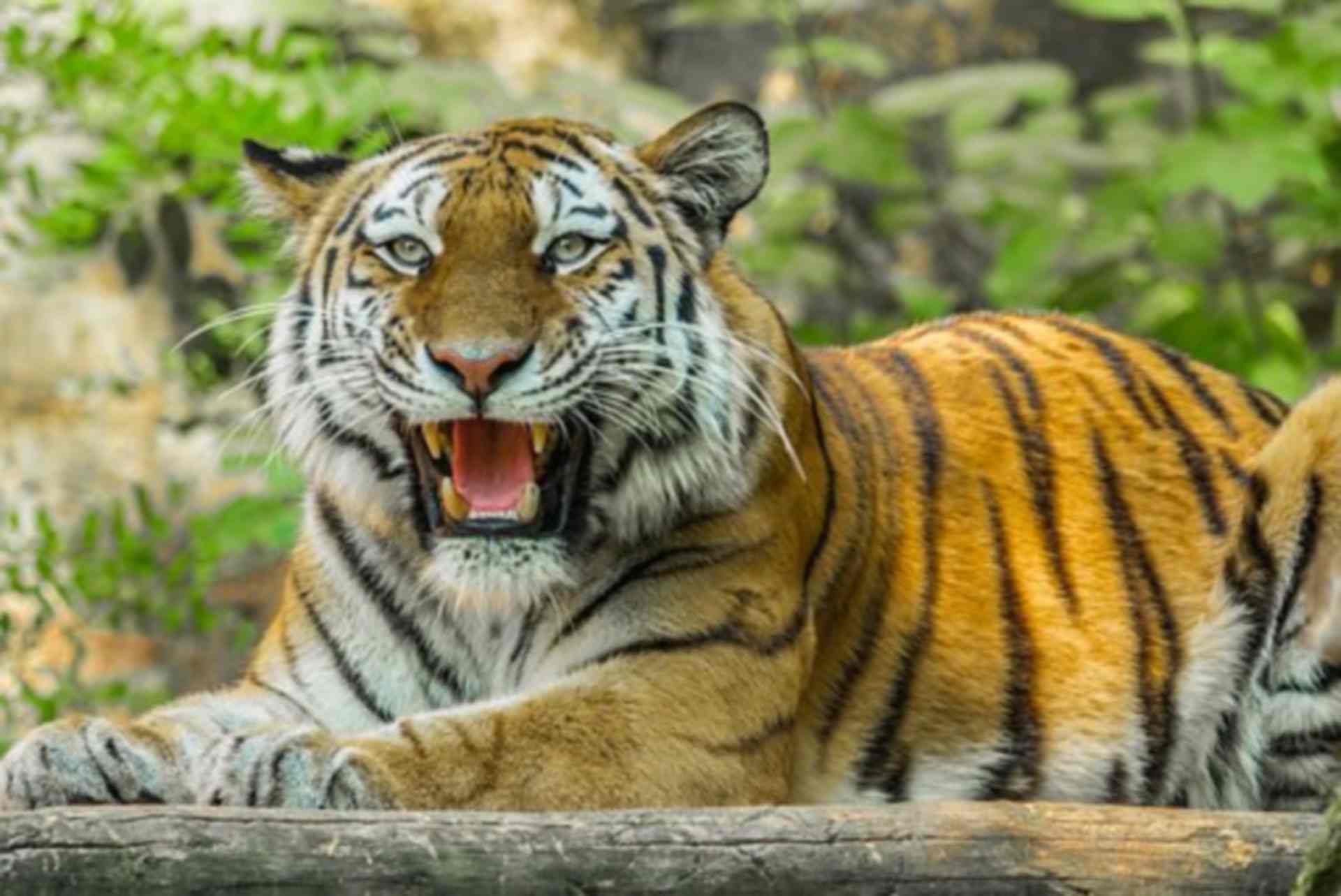 Тигрица не могла найти себе место, тигрята родились мёртвыми, егерь помог обрести тигрице потомство.