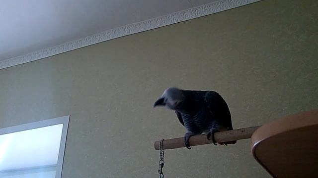 Берегите Попугая!-это Птица ДорогаааЯ!))- с 40й секунды Жан читает стих))) смотреть онлайн