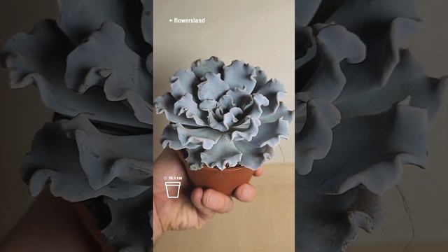 Echeveria lilacina 'Crispy Beauty' ( 'Crispate Beauty' ) | Эхеверия лилацина 'Криспи Бьюти'