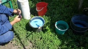 Приготовление Бордосской жидкости.