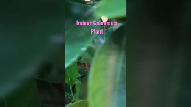 Indoor Calamansi Plant