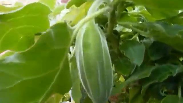 Melekler Borazanı - Brugmansia смотреть онлайн