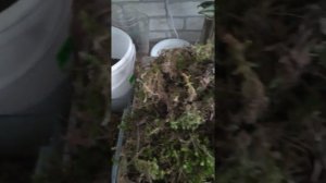 Как заготовить мох для растений