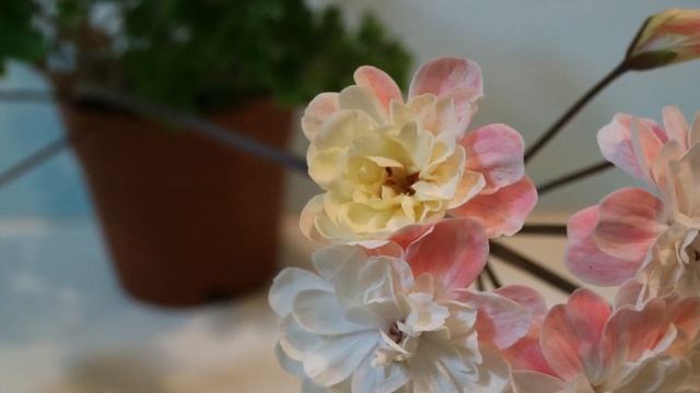 208.Zonartic Pelargonium Lara Marjorie in 2018 조나틱 라라 마저리 (라라 마조리) смотреть онлайн