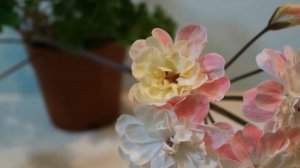 208.Zonartic Pelargonium Lara Marjorie in 2018 조나틱 라라 마저리 (라라 마조리)