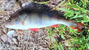 Рыбалка на Отводном канале 29 07 2022