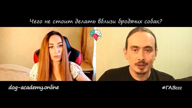 Правила поведения с уличными собаками. Как перестать бояться бродячих собак. Бродячие СТАИ собак. смотреть онлайн